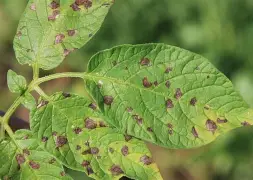 AI Powered Plant Disease Detection for Smart Farming Web Post Image 1 2